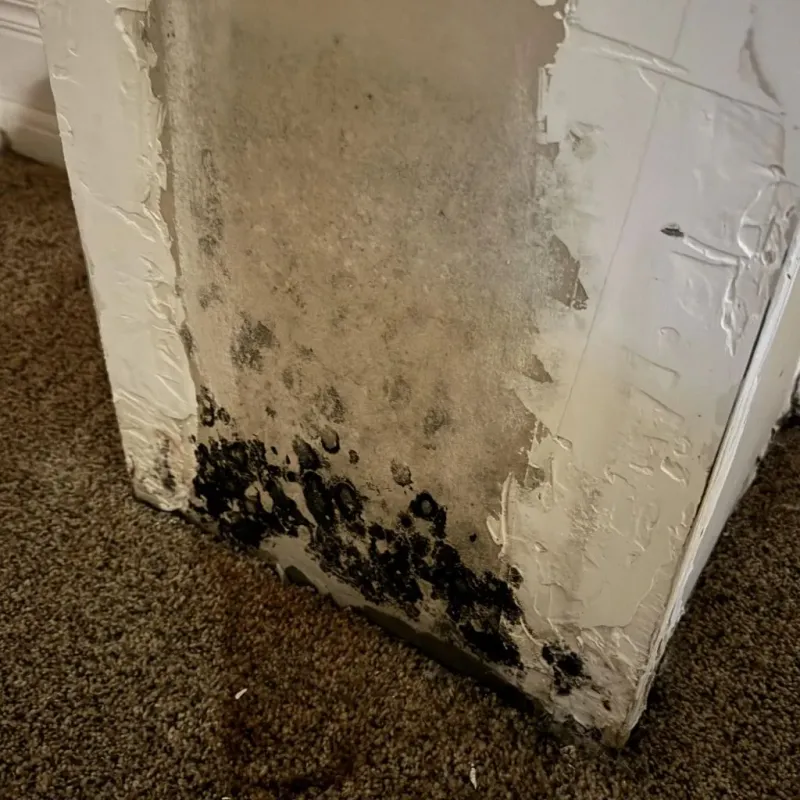 Professional Mold Removal in Nowata County, OK